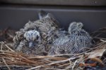 Bird (Mourning Dove) & Chicks; 06.30.09 (2).JPG