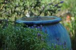 Blue Mealy with Water Feature Background on July 19, 2011.jpg
