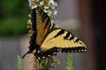 Butterfly, Eastern Tiger Swallowtail, (Pterounus glaucus) To 6 In., July 19, 2010.JPG