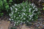 Deutzia is Blooming; April 02, 2011 (3).jpg