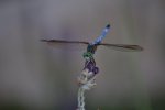 Dragon Fly on Thalia Bloom (in Pond) on June 06, 2010 (2).jpg