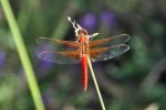 Dragonfly, Flame Skimmer (Libellula saturata) Orange in Color, October 16, 2010 (5).JPG