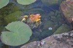 Koi Feeding Time, May 21, 2010 (12).JPG