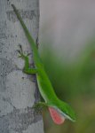 Lizard on Yaupon Holly by Pond; July 21, 2011 (3).JPG