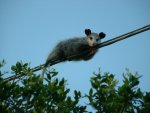 Opossum High Wire Act; 06.14.05 (4).JPG