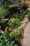 Pond on July 19, 2011.jpg