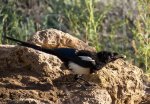 4504 black-billed magpie.jpg