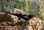 4504 black-billed magpie.jpg