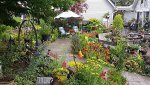 patio garden.jpg