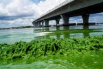 algae7stlucieriver.jpg