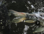 big blue video.png big blue video.png