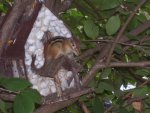 chipmunk in bird house 004.JPG