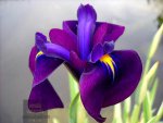 20iris_ensata_variegata6.jpg