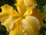 6LA-yellow-iris6.jpg