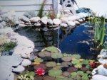 pond over septic pipes57.jpg