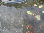 yucky water.jpg