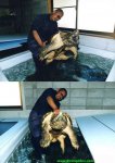 alligator snapper.jpg