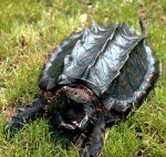 alligator-snapping-turtle 2.jpg