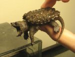 AlligatorSnappingTurtle 3.jpg