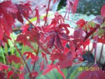 Pond hibiscus.JPG Pond hibiscus.JPG