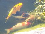 Shamu with 2 larger koi, and smaller Sanke.JPG