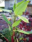 Pond plant - banana type plant.JPG