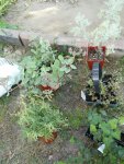 DSC00482.JPG