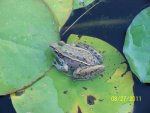 Leopard Frog 2.JPG