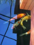IMG_0209.jpg IMG_0209.jpg