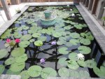 10x16 pond 7.JPG