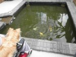 Koi pond 3.JPG