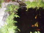 Koi pond 8.JPG