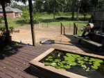 deckpond1.JPG