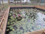 deckpond5.JPG