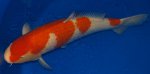 Dallas Koi show 180.JPG