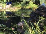 Heron in lower pond.JPG