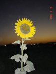 sunflower1.jpg