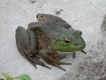 Bullfrog.JPG