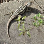 texas-spiny-lizard02.jpg