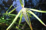 New plant roots and stem photo by Stephen Noble.JPG