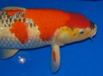 Dallas Koi show 151.JPG