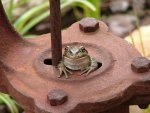 Frog on Pump.jpg
