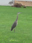 IMG_1266.JPG
