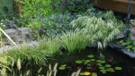 Pond1.JPG Pond1.JPG
