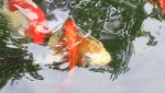 Pond5.JPG Pond5.JPG