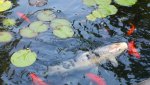 Pond7.JPG Pond7.JPG