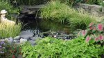 Pond8.JPG Pond8.JPG