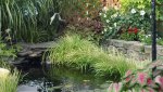Pond9.JPG Pond9.JPG