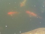 IMG01076-20110912-1003.jpg