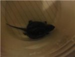 Alligator Snapper baby 1.5 inches.jpg Alligator Snapper baby 1.5 inches.jpg
